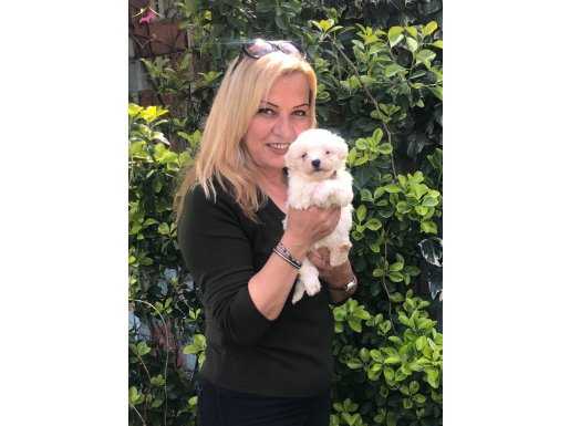 Pamuk Gibi Maltese Terrier Yavrularımız 