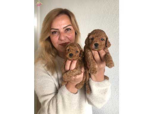 Mükemmel Toy Poodle yavrularımız
