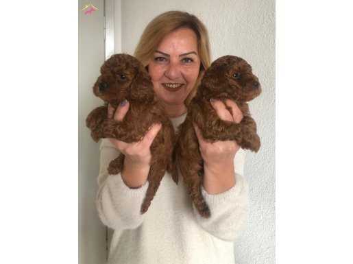 Tüy dökmez koku yapmaz harika toy poodle yavrularımız 