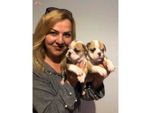 Üretim Çiftliğinden Mükemmel İngiliz Bulldog Yavrlarımız