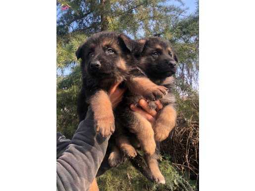 Muhteşem Düşük Bel Alman Çoban Köpeği Yavrularımız 