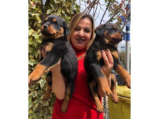 Muhteşem Koca kafa Rottweiler Yavrularımız 