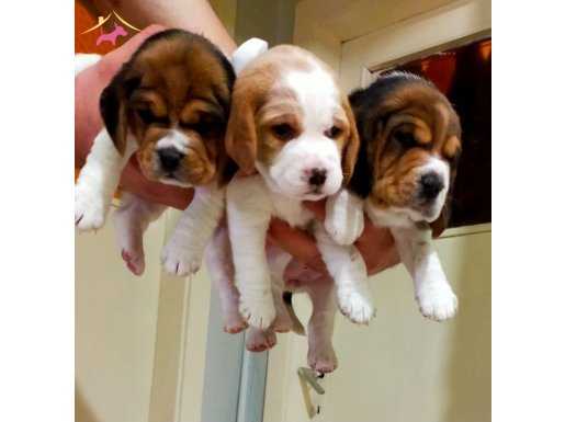 Irk Garatili Mükemmel Beagle Yavrularımız