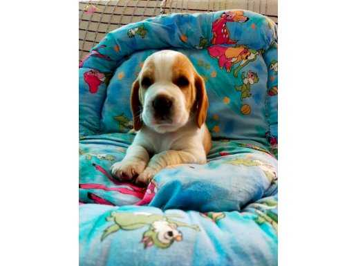 Irk Garantili Harika Beagle Yavrularımız 