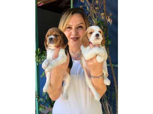 Sevimli Oyuncu Beagle Yavrularımız 