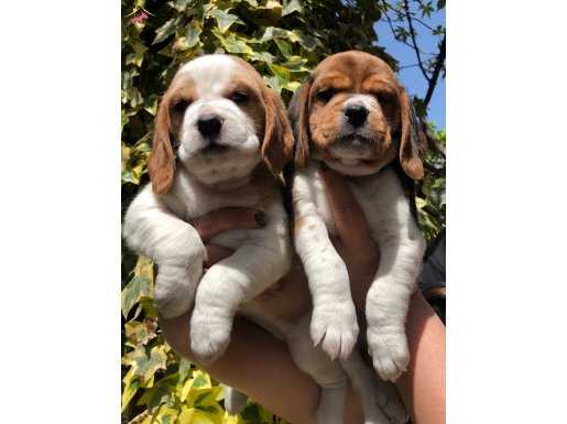 Üretim Çiftliğinden Harika Beagle Yavrularımız 