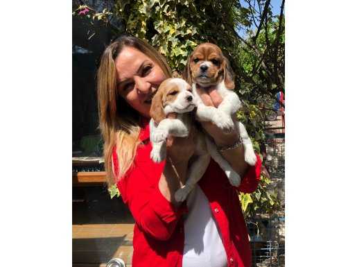 Üretim Çiftliğinden Harika Beagle Yavrularımız 