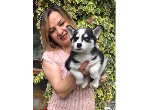 Maskeli Muhteşem Sibirya Husky Yavrularımız 