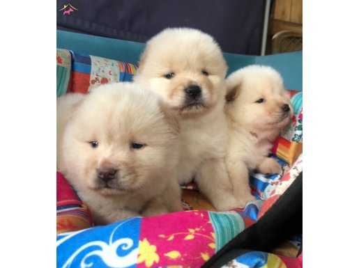 Üretim çiftliğinden Pofuduk Chow Chow Yavrularımız 