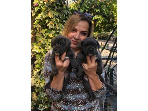 Irk Garantili Muhteşem Cane Corso Yavrularımız