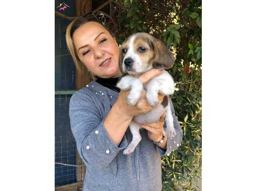 Oyuncu Sevimli Beagle Yavrularımız 
