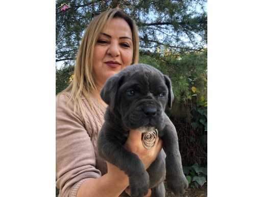 Muhteşem Irk Garantili Cane Corso Yavrularımız