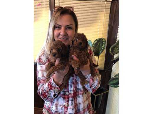 Sevimli Oyuncu Harika Toy Poodle Yavrularımız 