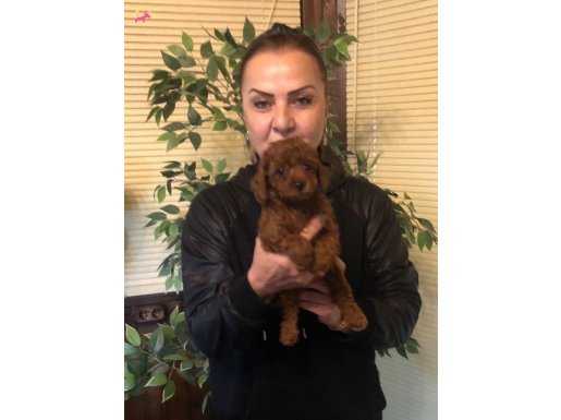 Irk Garantili Harika Toy Poodle Yavrularımız 