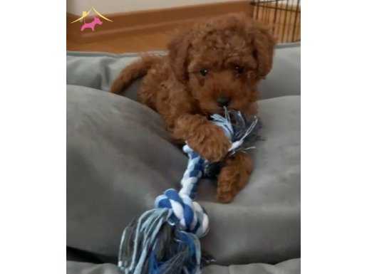 Irk Garantili Harika Toy Poodle Yavrularımız 