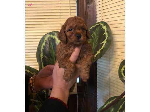 Microchip li Mükemmel Toy Poodle Yavrularımız 