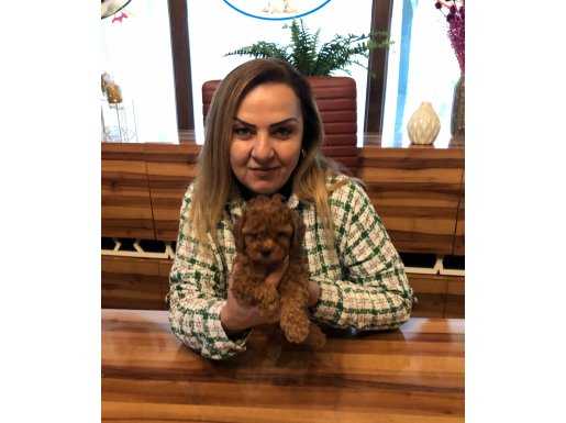 Mükemmel Irkının en güzel Toy Poodle Yavrularımız 