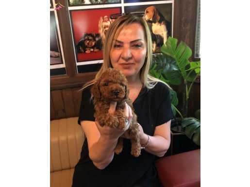 Mükemmel Toy Poodle Yavrularımız 