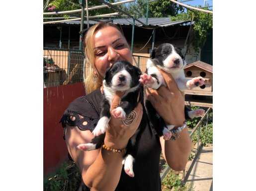 Oyuncu sevimli zeki border collie yavrularımız