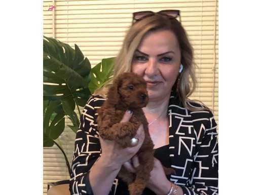 Microchip li pasaport lu harika toy poodle yavrularımız 