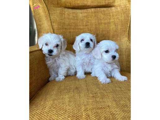 Pamuk gibi Maltese Terrier Yavrularımız 