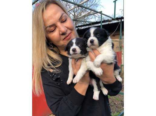 Akıllı zeki border collie yavrularımız