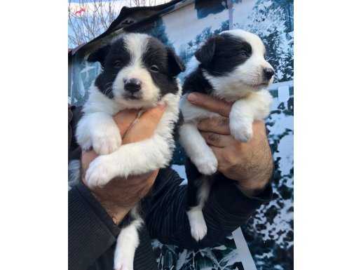 Üretim çiftliğinden muhteşem border collie yavrularımız