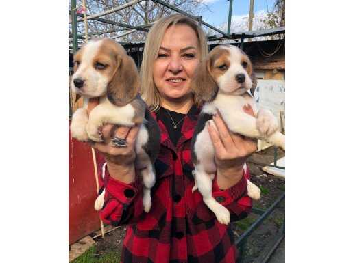 Sevimli oyuncu beagle yavrularımız