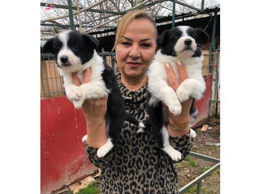 Muhteşem ırk garantili border collie yavrularımız