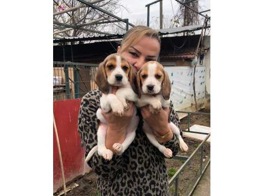 Üç renk harika elizabeth beagle yavrularımız 