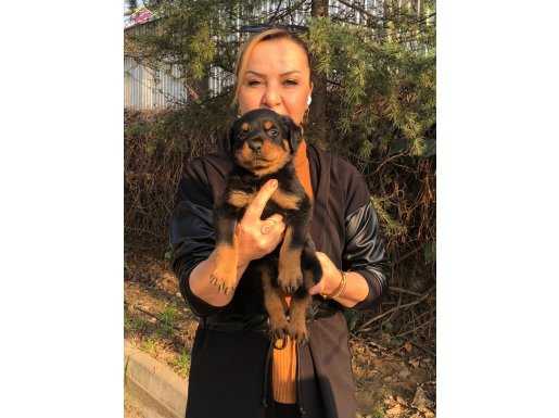 Macar koca kafa rottweiller yavrularımız