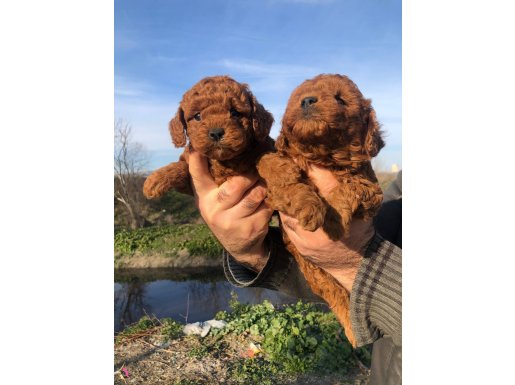 Mükemmel Irk Garantili Toy Poodle Yavrularımız 