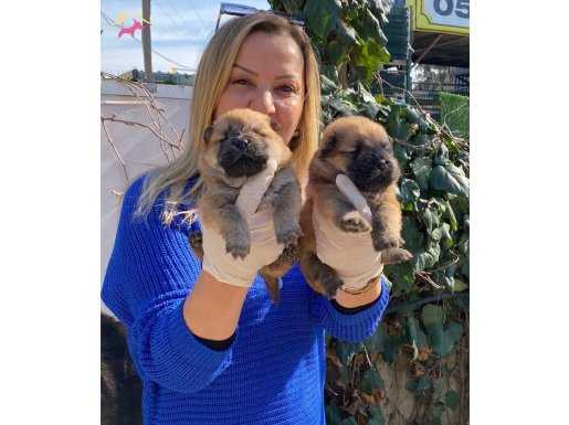 Pofuduk Çin Aslanı Chow Chow Yavrularımız 