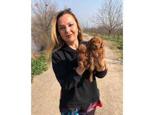 Irk Garantili Efsane Toy Poodle Yavrularımız 