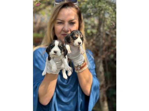 Efsane Beagle yavrularımız