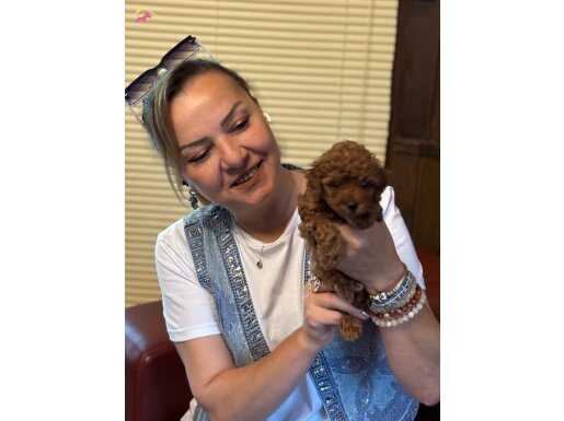 Irk garantili oyuncu efsane toy poodle yavrularımız