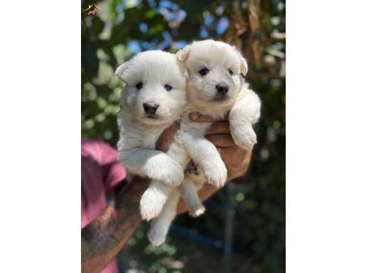 Mükemmel bembeyaz samoyed yavrularımız