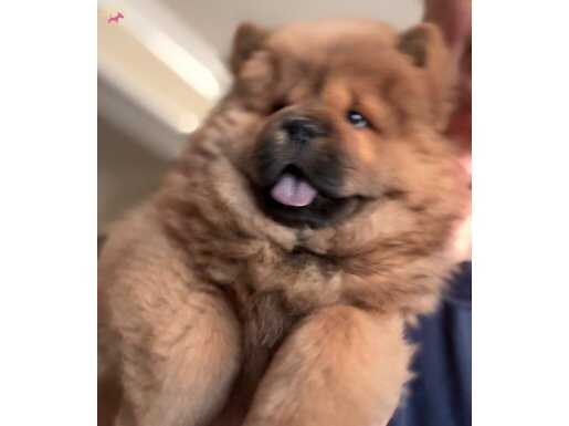 Efsane kızıl chow chow yavrularımız