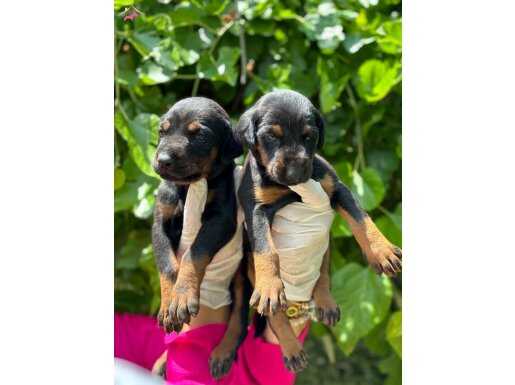 Muhteşem Devasa King Doberman yavrularımız