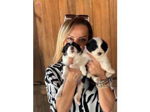 Oyuncu zeki efsane border collie yavrularımız