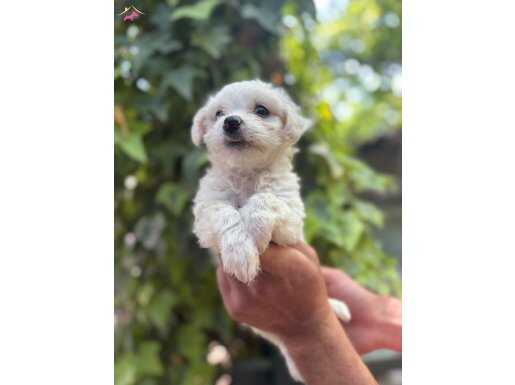 Kar beyaz şeker gibi Maltese terrier yavrularımız