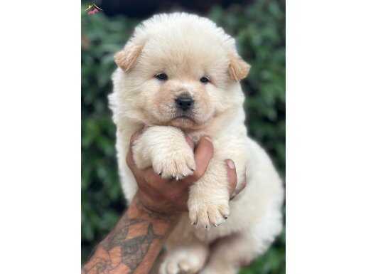 Pofuduk Efsane Çin Aslanı Yavrularımız