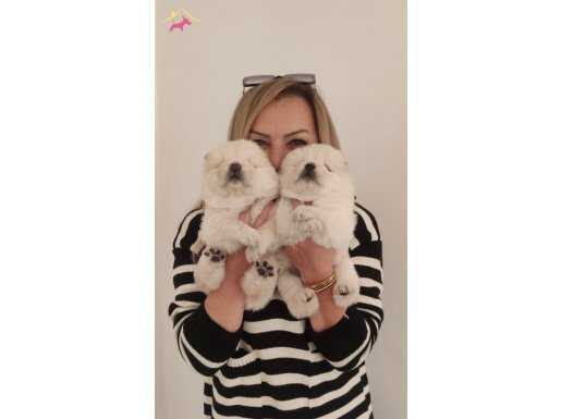 Irk garantili muhteşem çin aslanı yavrularımız