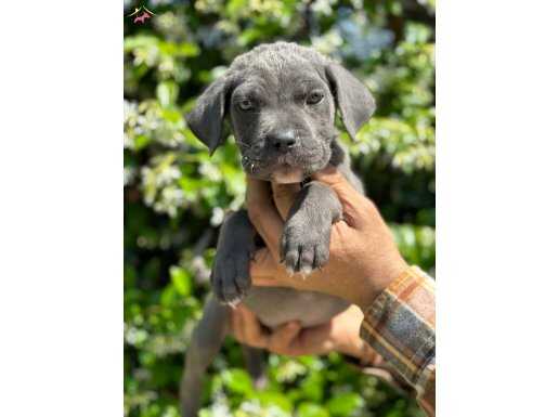 Koca kafa efsane cane corso yavrularımız