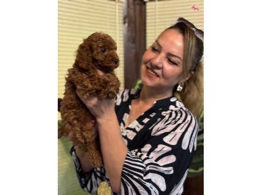 Efsane oyuncu şeker gibi toy poodle yavrularımız