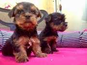 Irk Garantili Harika Yorkshire Terrier Yavrularımız