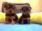 Şirin Sevimli Yorkshire Terrier Yavrularımız