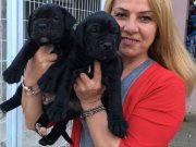 Dev Gibi Mükemmel Cane Corso Yavrularımız