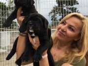 Koca Kafa Muhteşem Cane Corso Yavrularımız