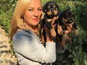 Koca Kafa Muhteşem Rottweiler yavrularımız